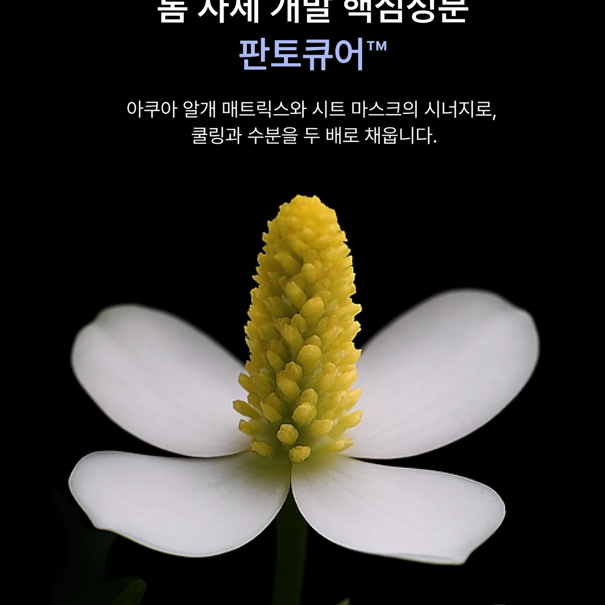 톰 T필 프로그램 상품 이미지